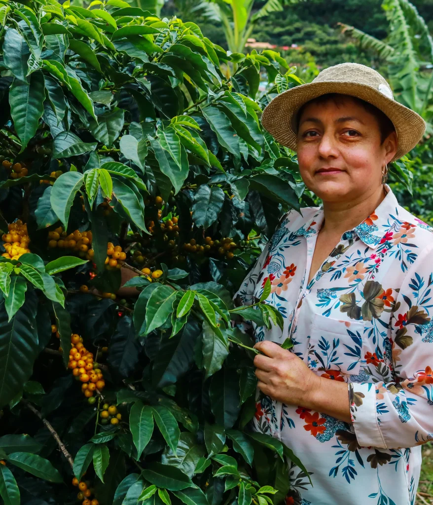 café de altura Costa Rica