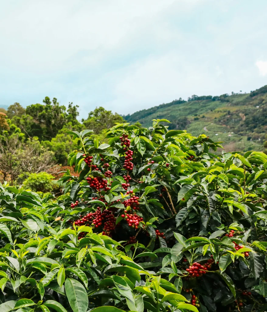 café de altura Costa Rica
