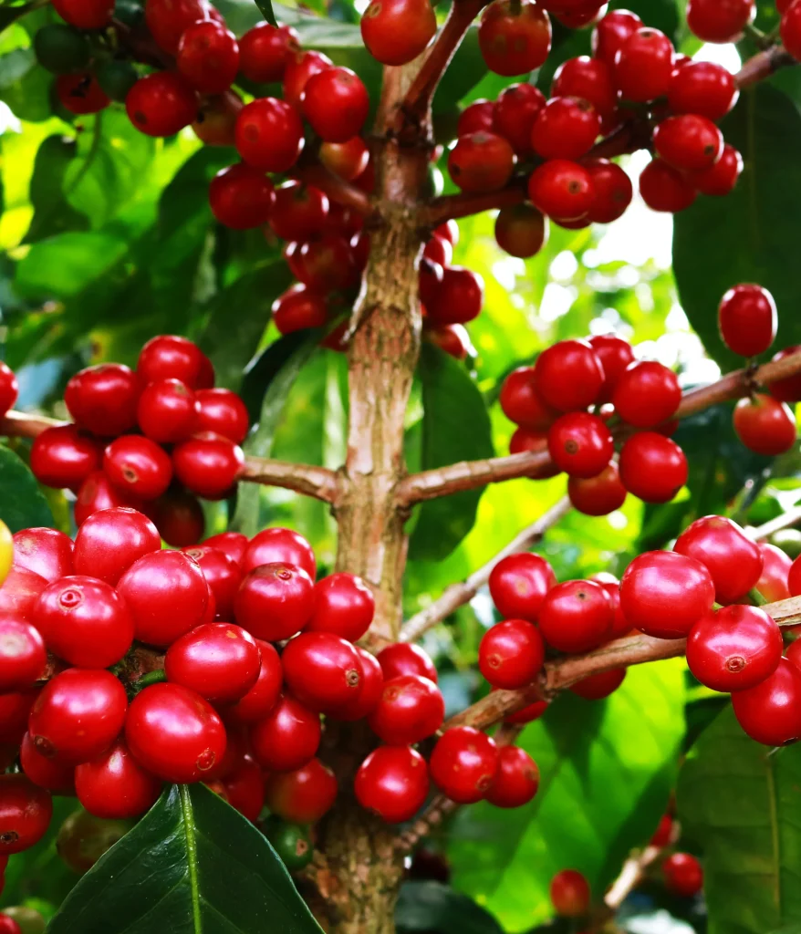 café de altura Costa Rica