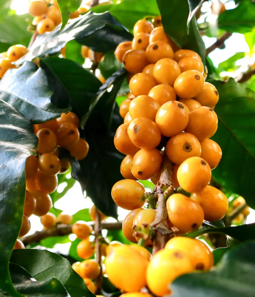 café de altura Costa Rica