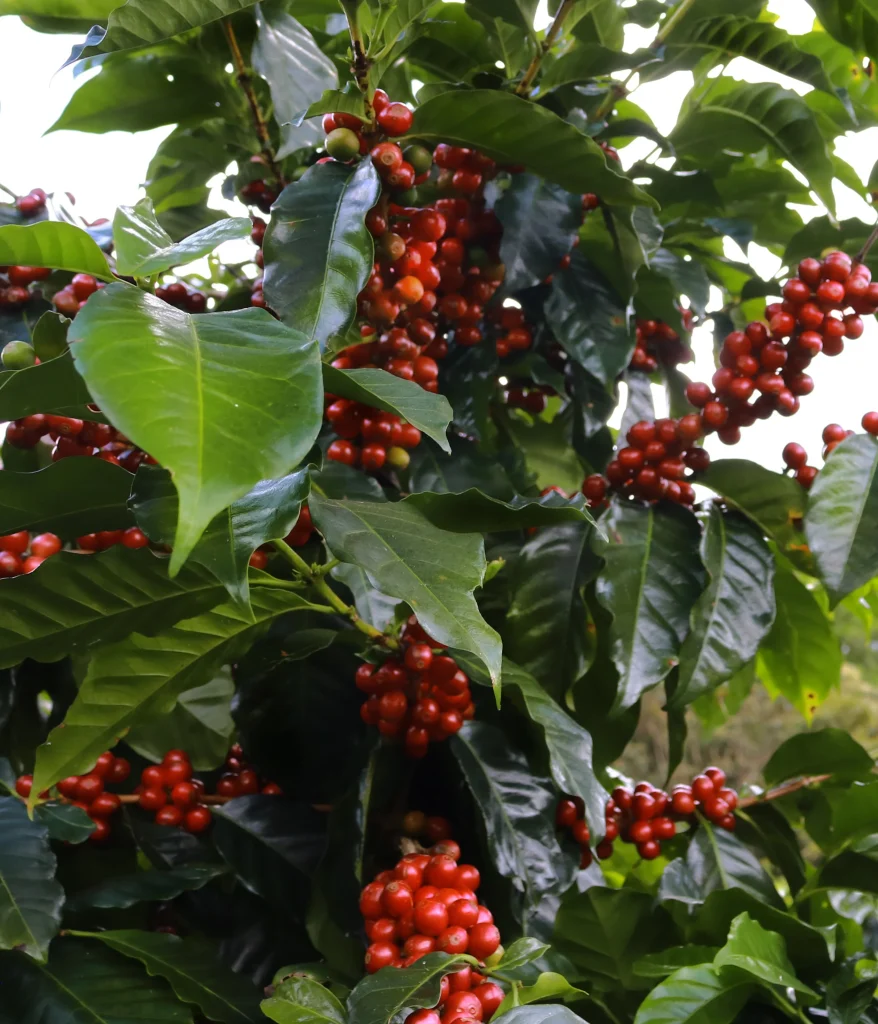 café de altura Costa Rica